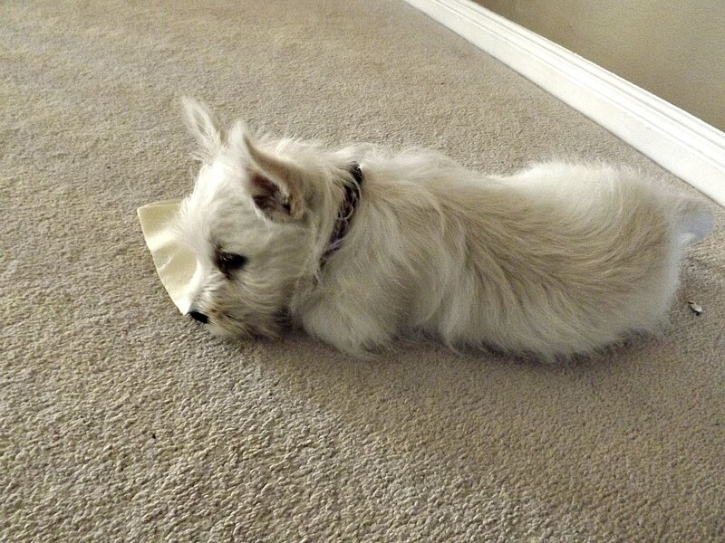 White Dog on Carpet — Beige
