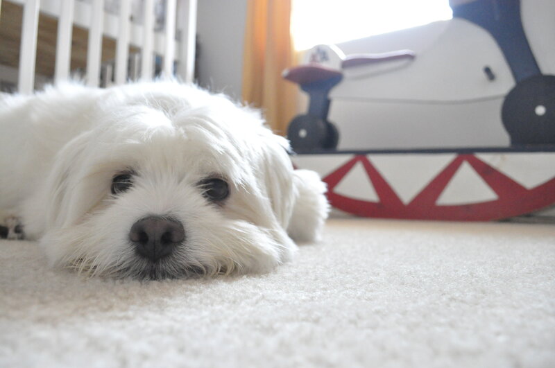 White Dog on Carpet — Calm