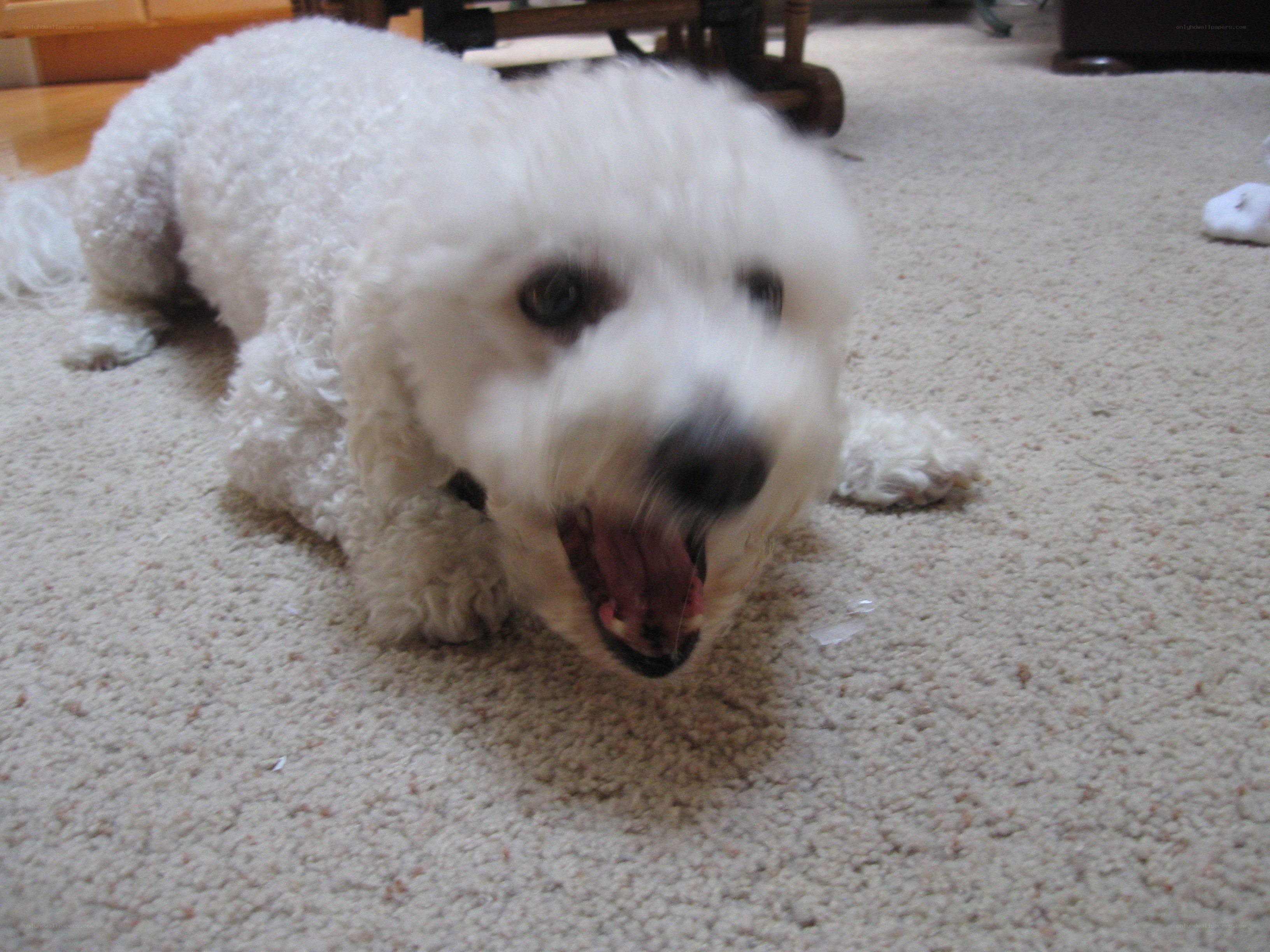 white dog on carpet