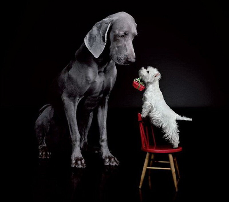 White Dog on Chair — Black