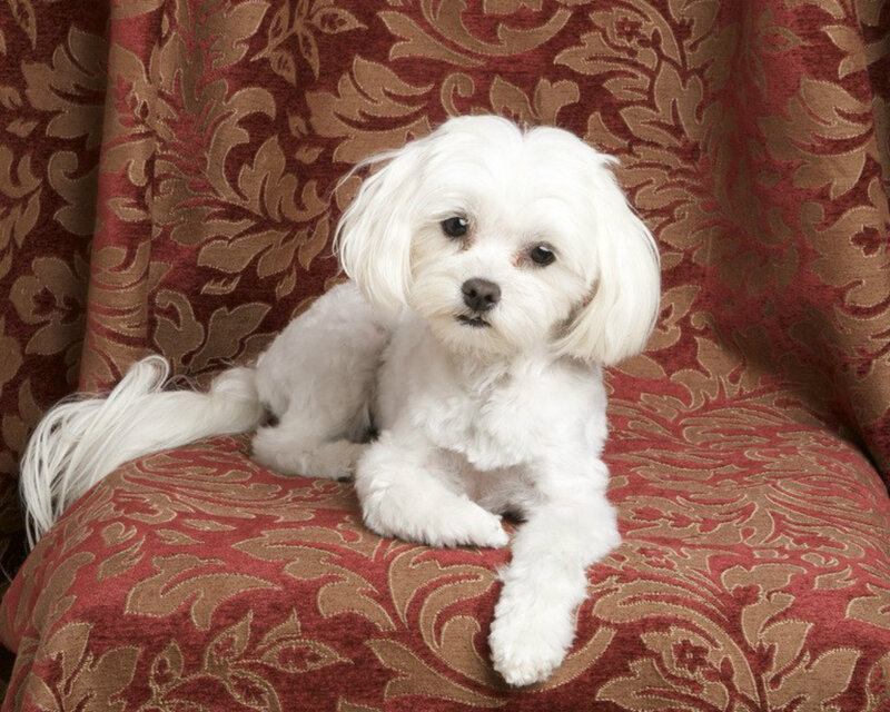 White Dog on Chair — Red