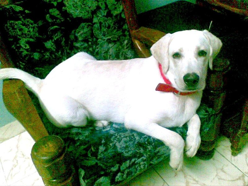 White Dog on Chair