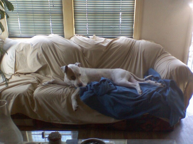 White Dog on Couch — Beige, Calm