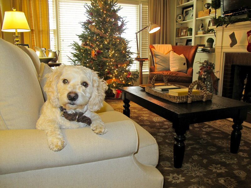 White Dog on Couch — Beige