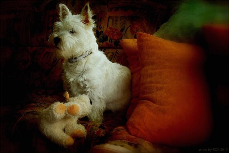 White Dog on Couch
