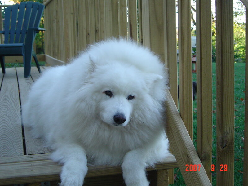white dog on deck