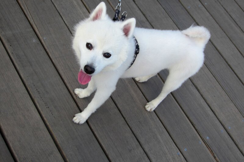 White Dog on Deck — Calm