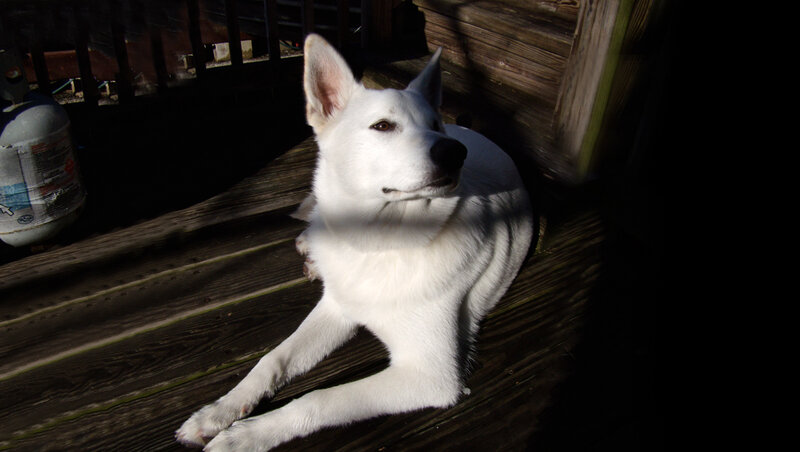 White Dog on Deck — Dramatic