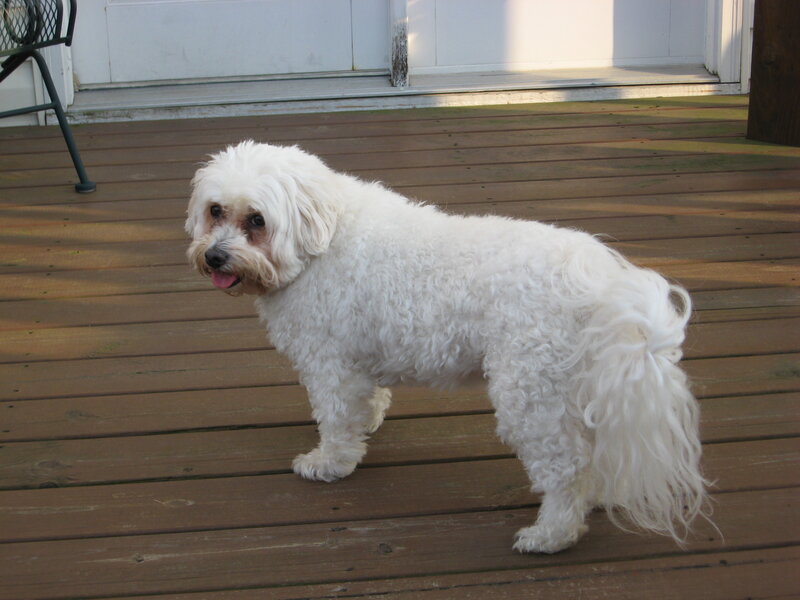 white dog on deck
