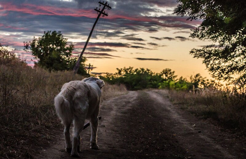 White Dog on Dirt Road