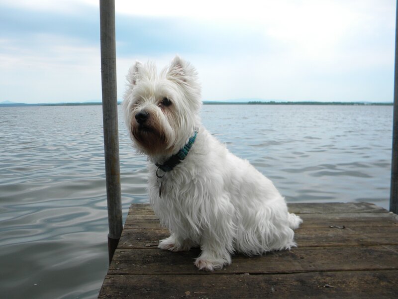 White Dog on Dock