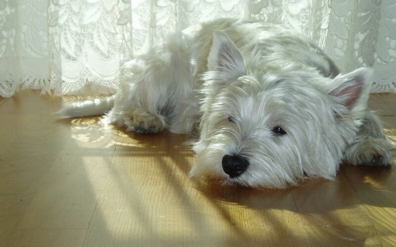 White Dog on Floor — Calm