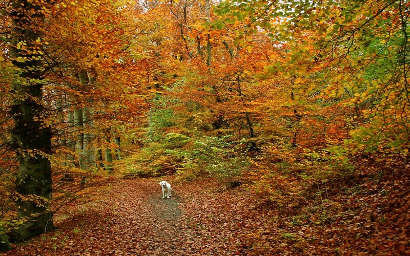 White Dog on Forest Path — Orange