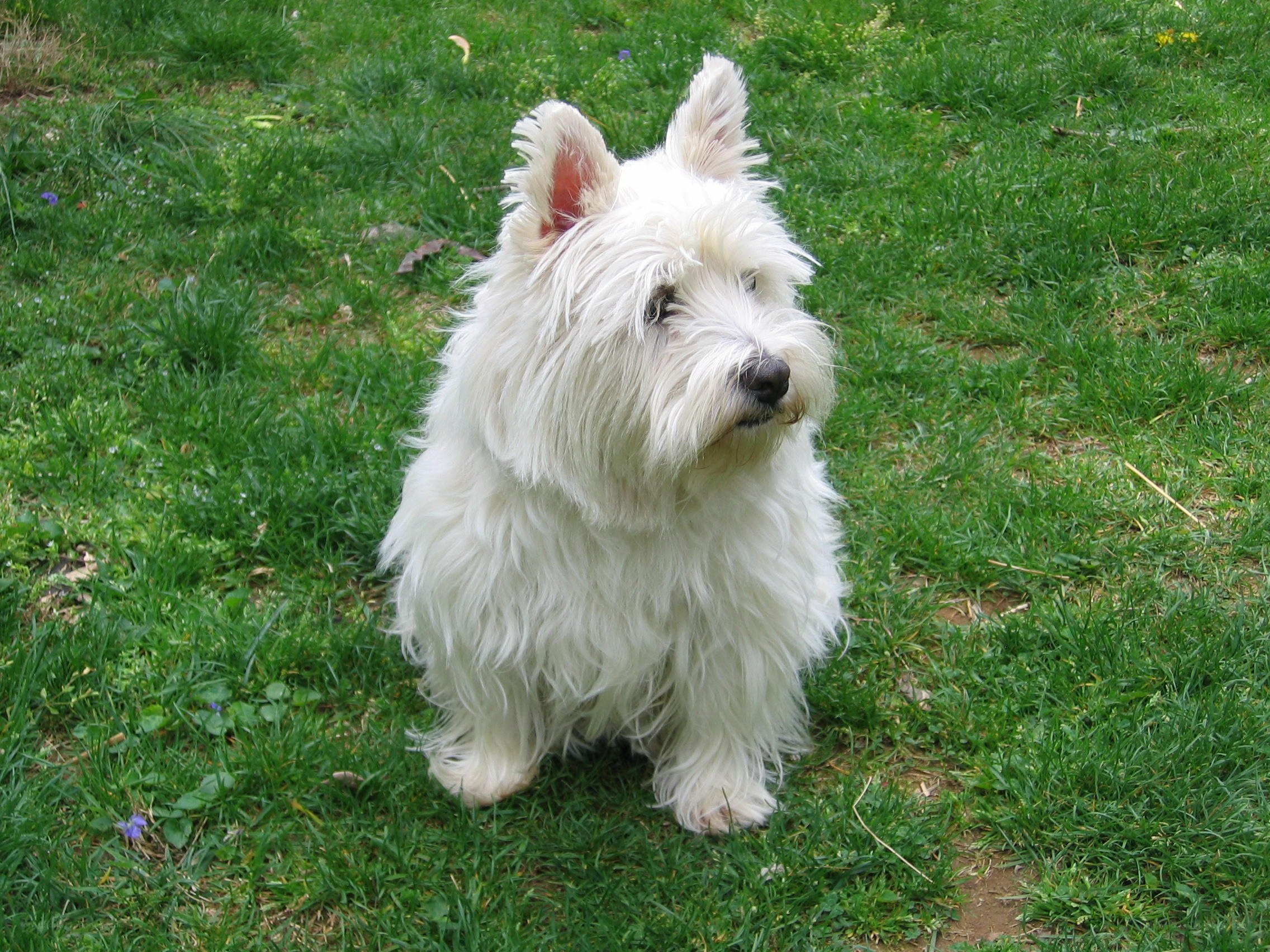 white dog on grass
