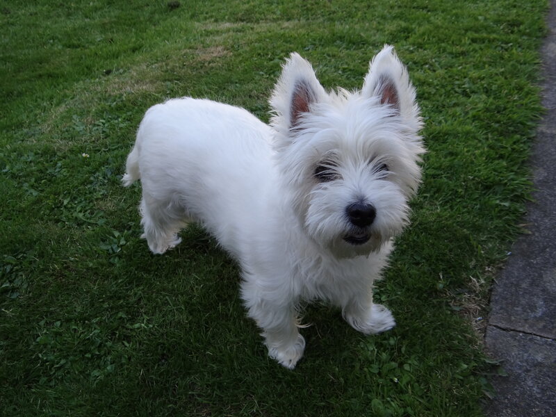 White Dog on Grass — Calm