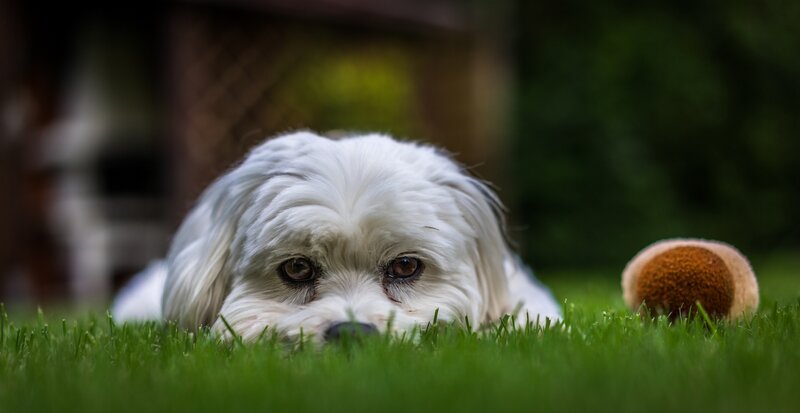White Dog on Grass — Green, Calm, Afternoon, Photograph, Ball