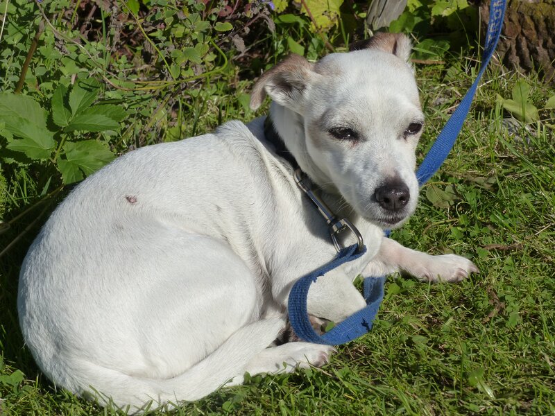 White Dog on Grass — Green, Calm, Afternoon, Photograph, Leash