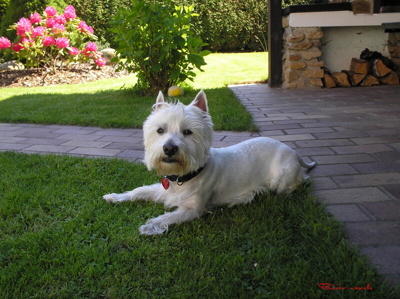 White Dog on Grass — Green, Calm, Afternoon