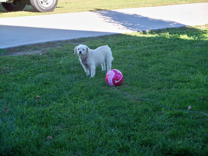 White Dog on Grass — Green, Calm