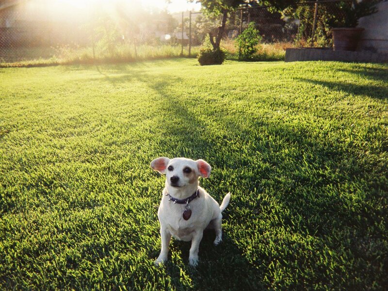 White Dog on Grass — Green