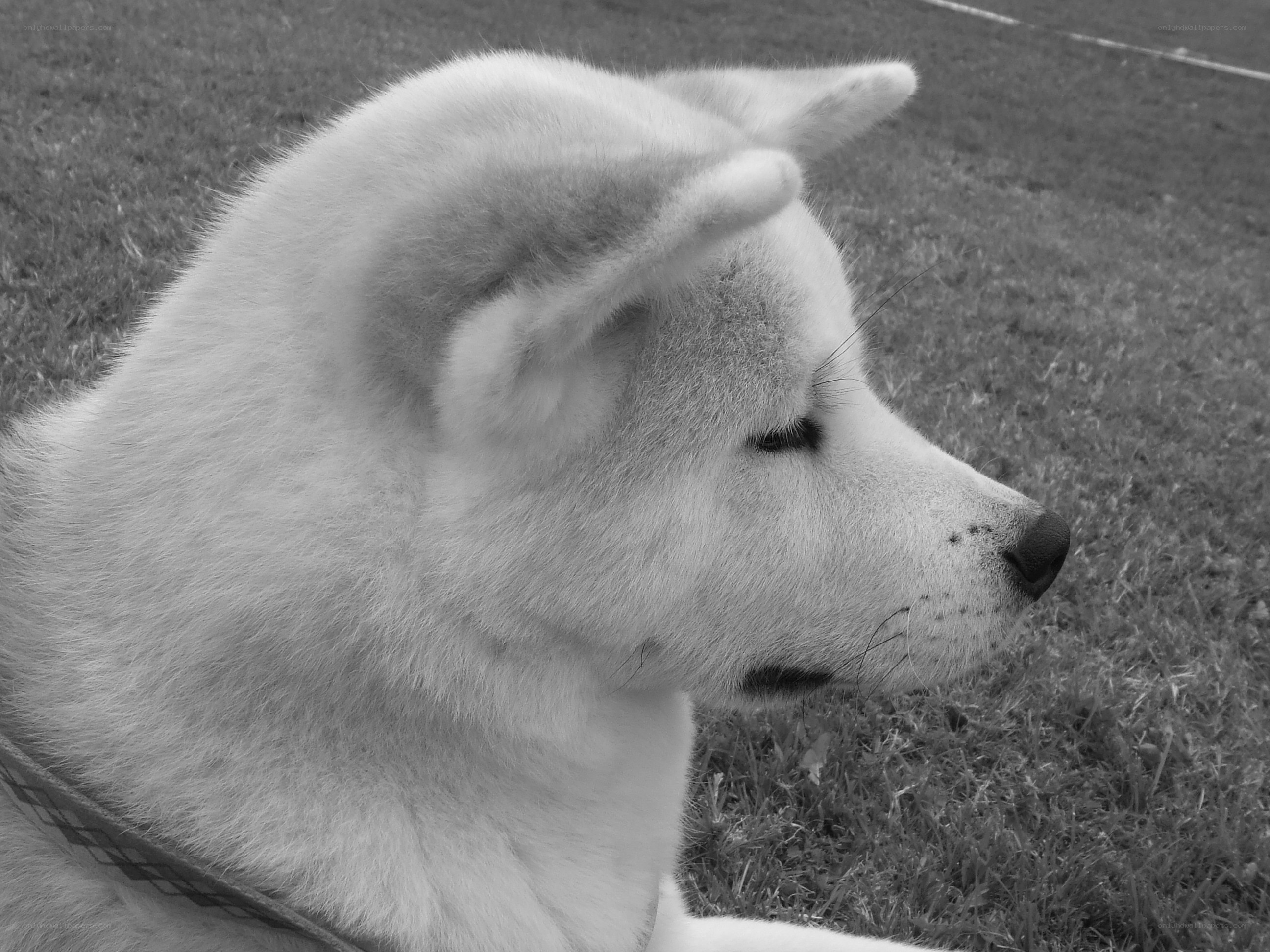 white dog on grass
