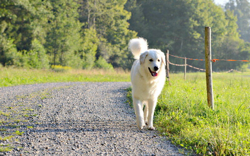 White Dog on Gravel Path