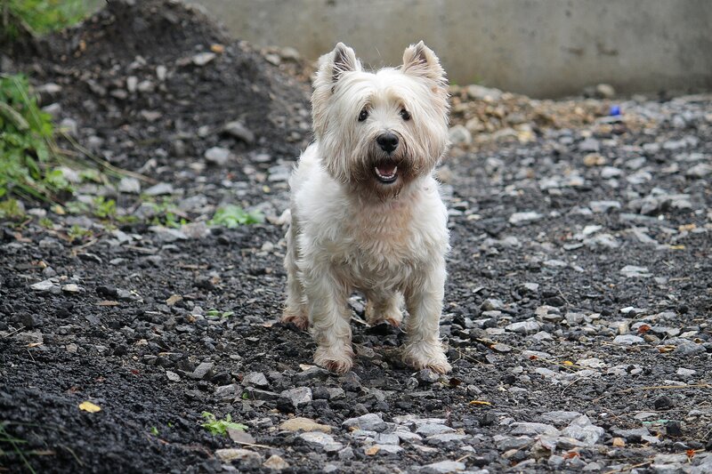 White Dog on Gravel
