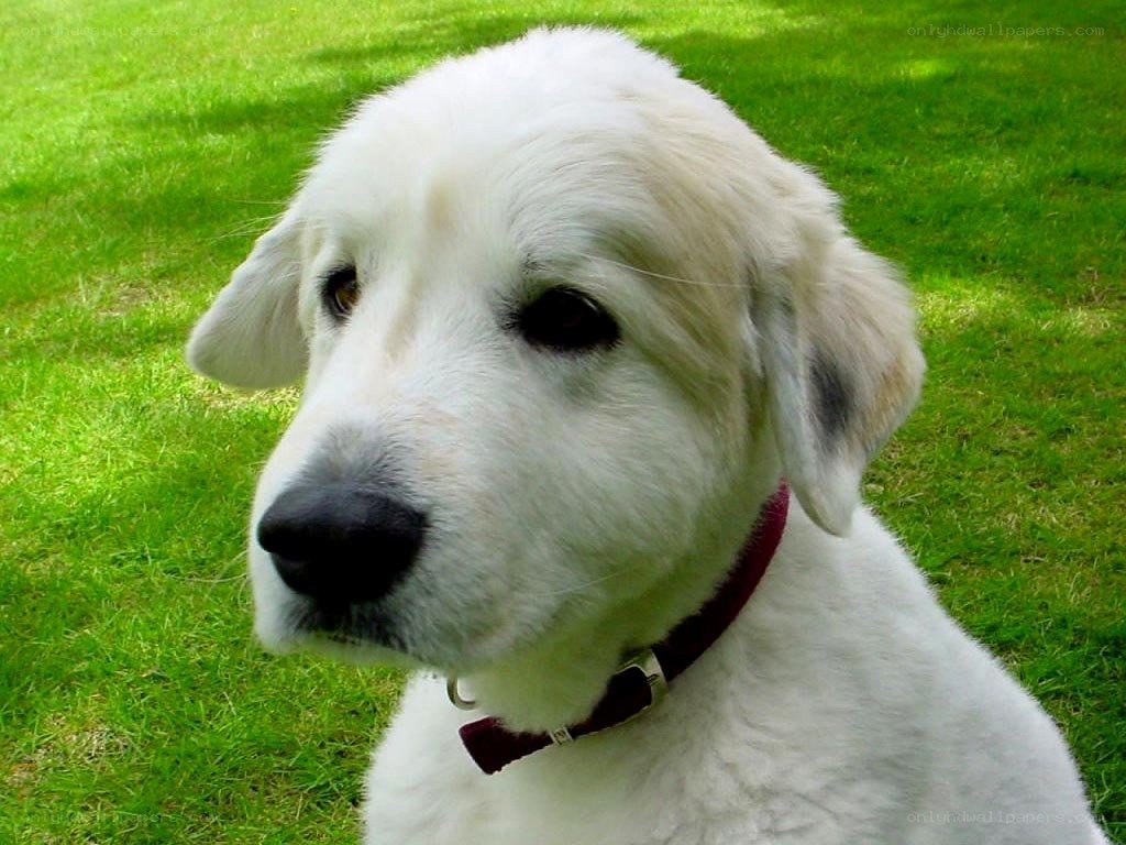 white dog on green grass