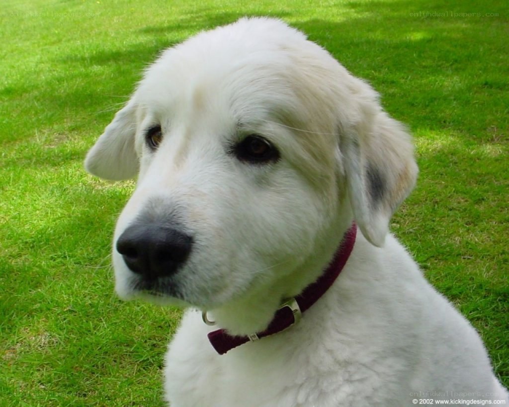 white dog on green grass
