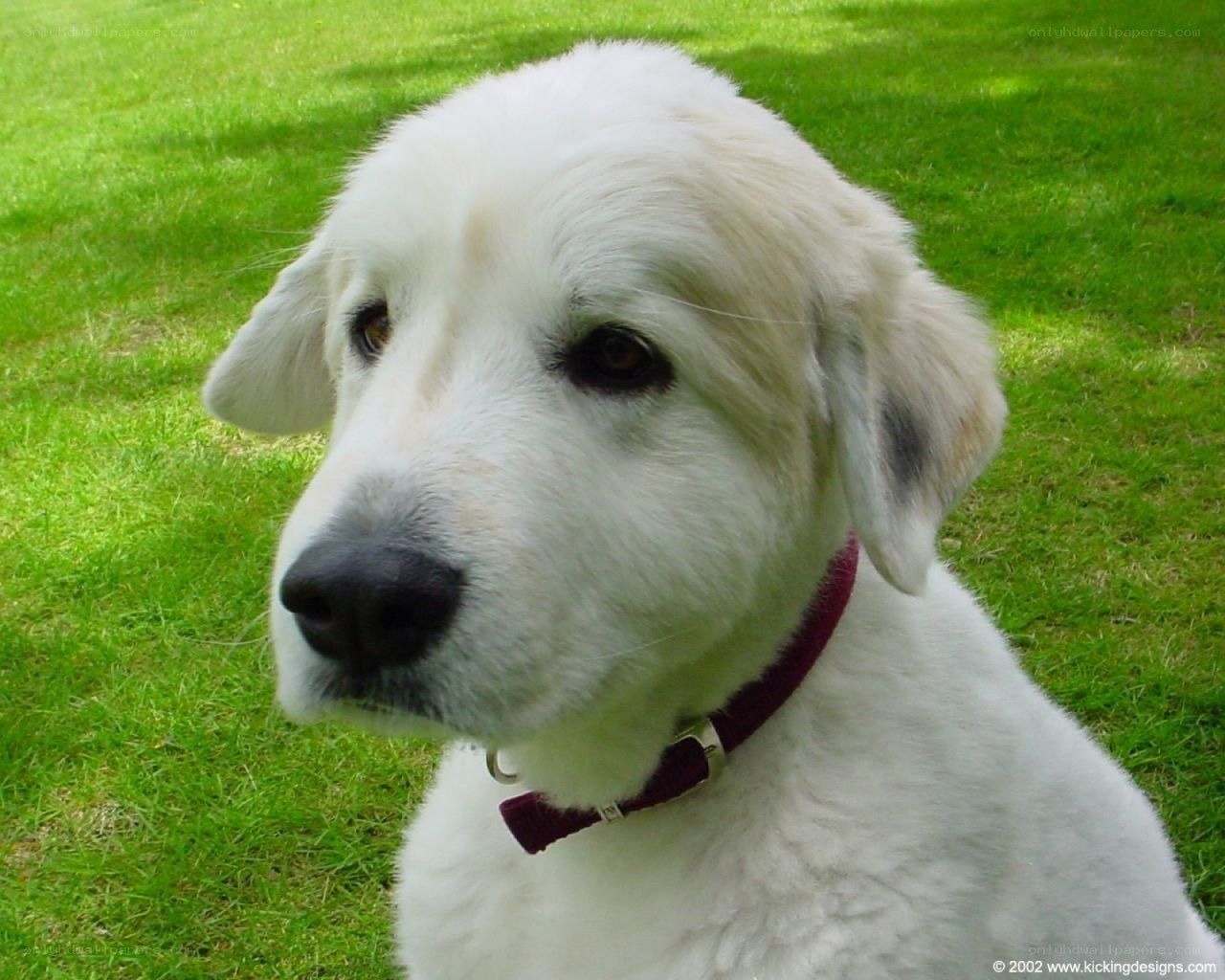 white dog on green grass