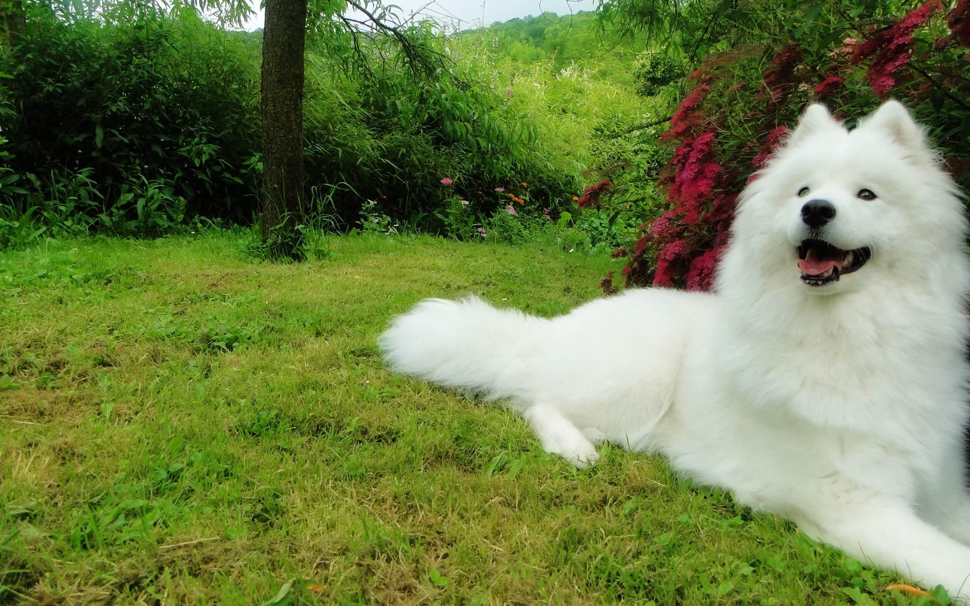 White dog on green grass