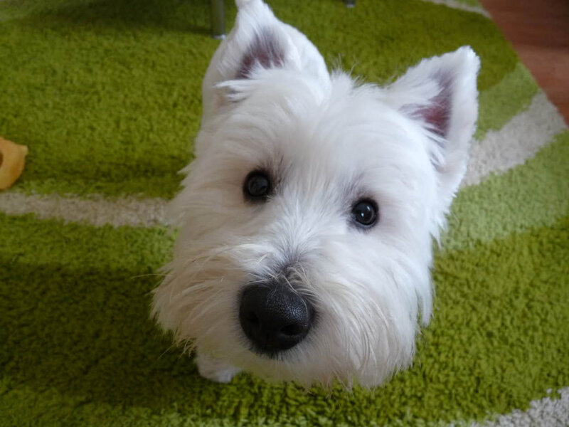 White Dog on Green Rug