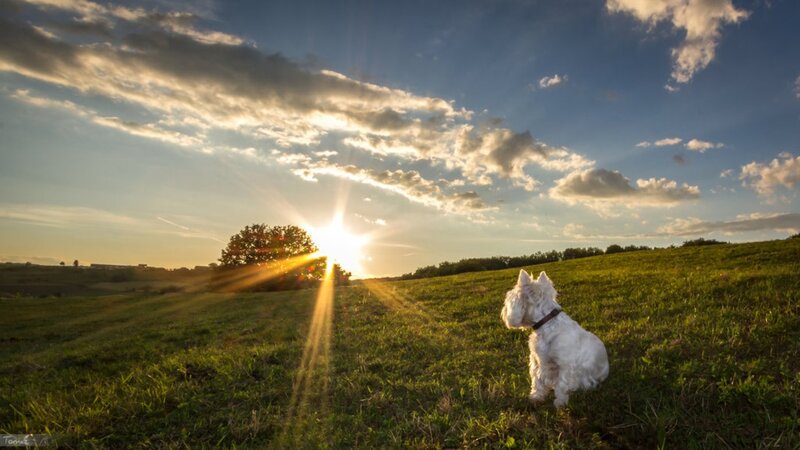 White Dog on Hill