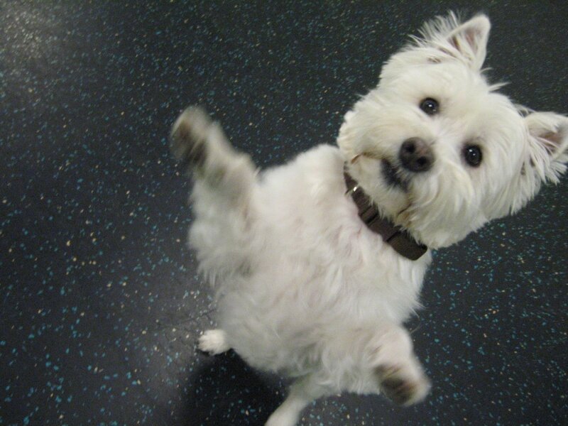 White Dog on Hind Legs