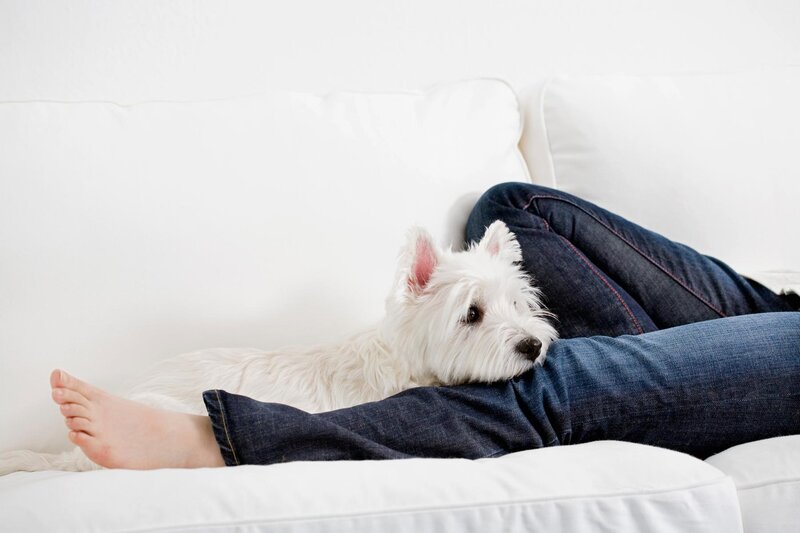 White Dog on Lap