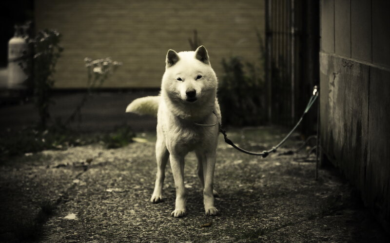 White Dog on Leash — Black