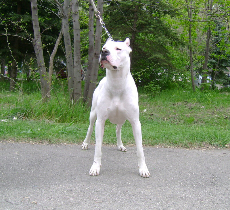 White Dog on Leash — Calm
