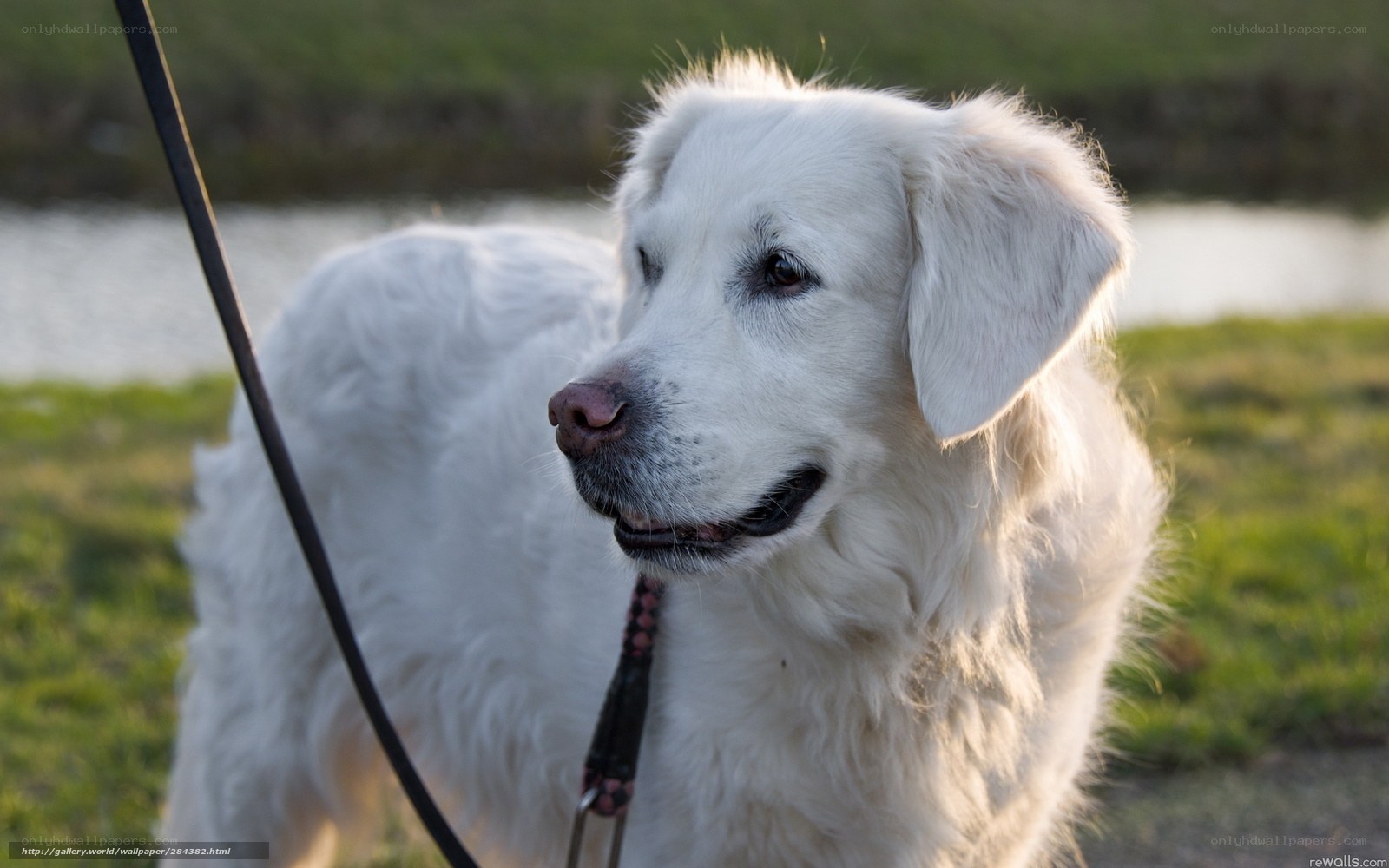white dog on leash outdoors