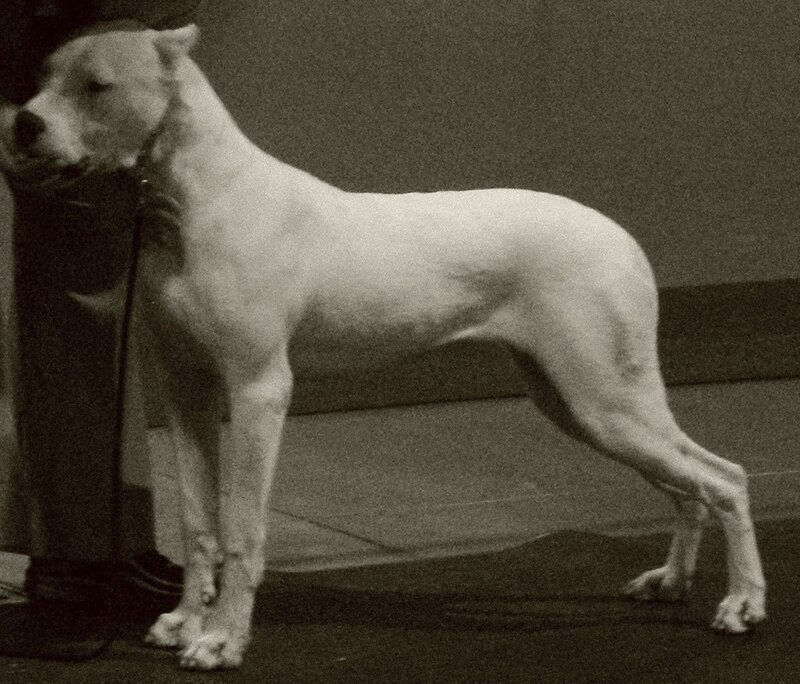 White Dog on Leash