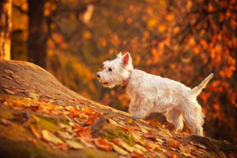 White Dog on Log