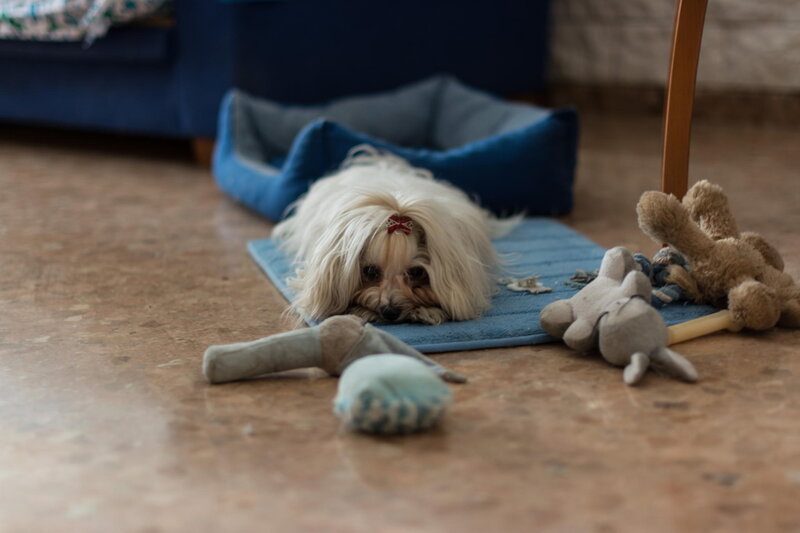 White Dog on Mat — Blue