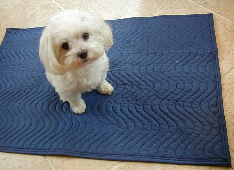 White Dog on Mat