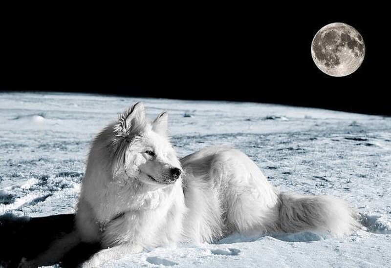 White Dog on Moon