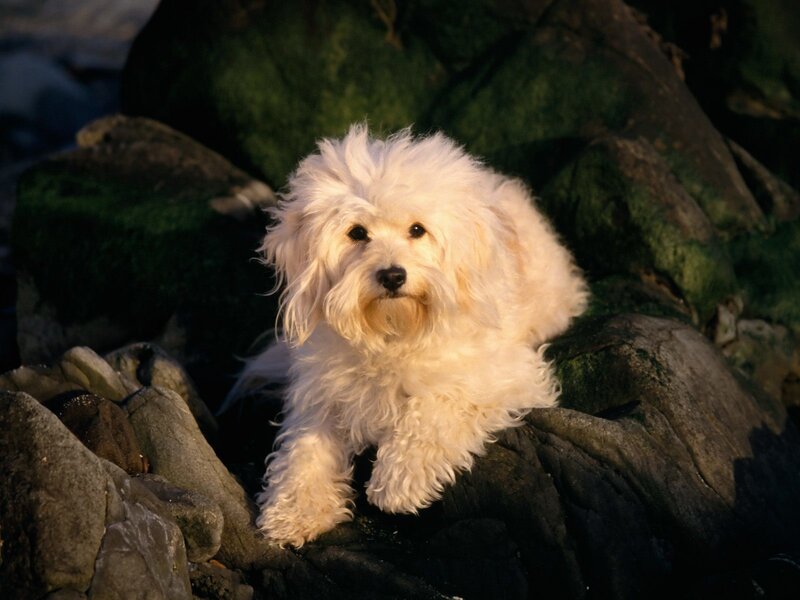 White dog on mossy rocks