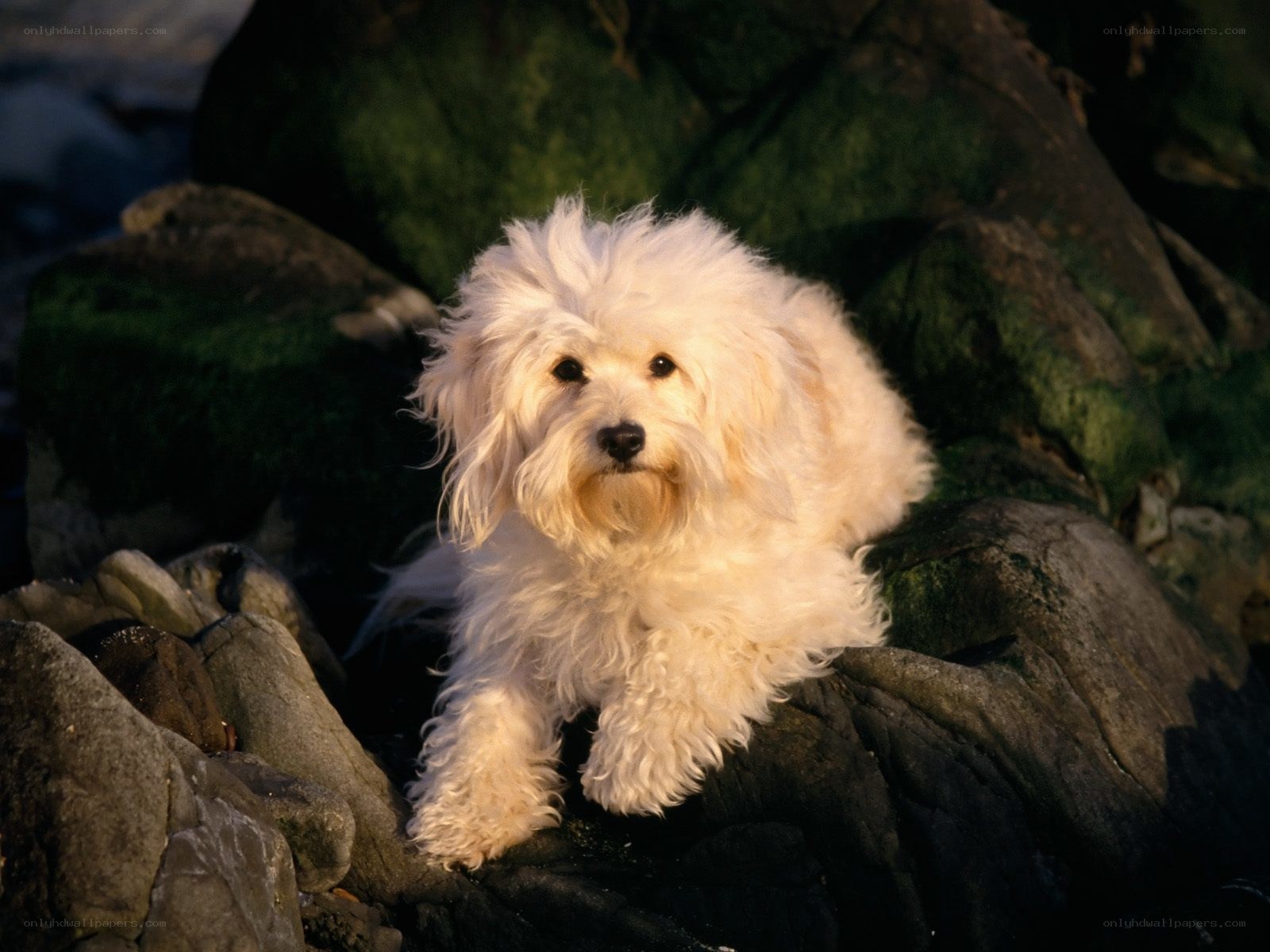 White dog on mossy rocks