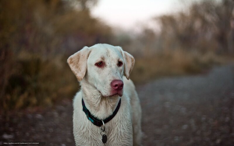 White Dog on Path — Calm