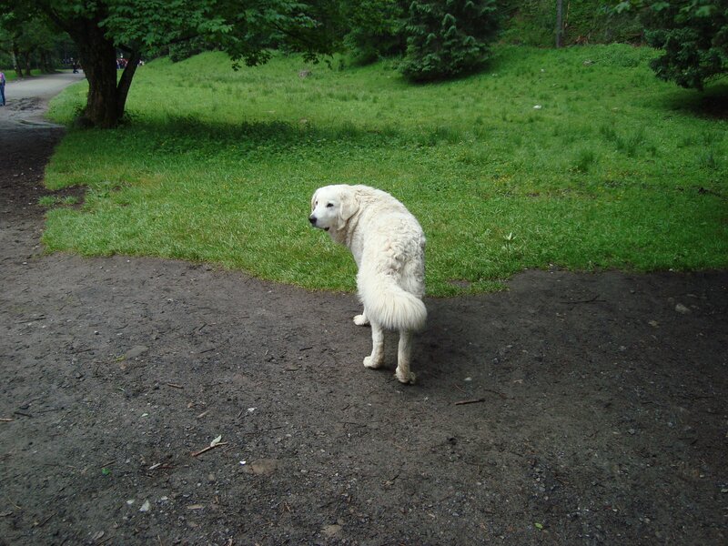 White Dog on Path