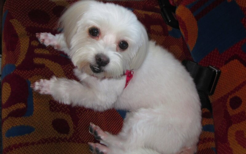 White Dog on Patterned Seat