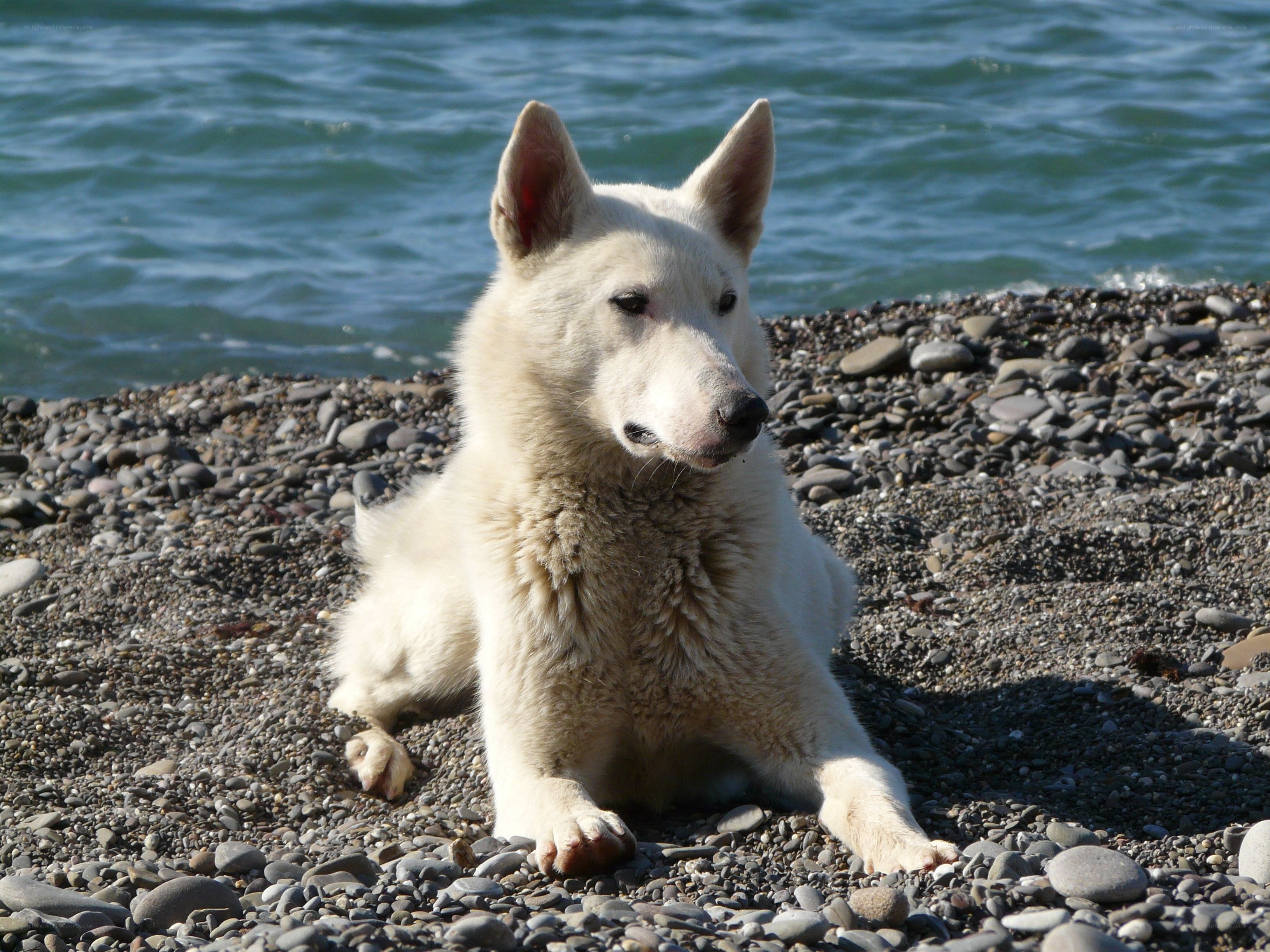 White dog on pebble beach