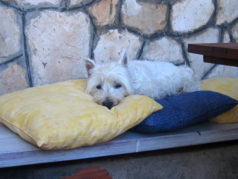 White Dog on Pillows
